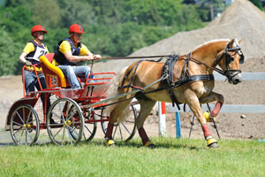 Das erfolgreichste Mecklenburger Fahrpony, der Haflinger Moses v. Midas-Hanja mit Patrick Hanisch.
